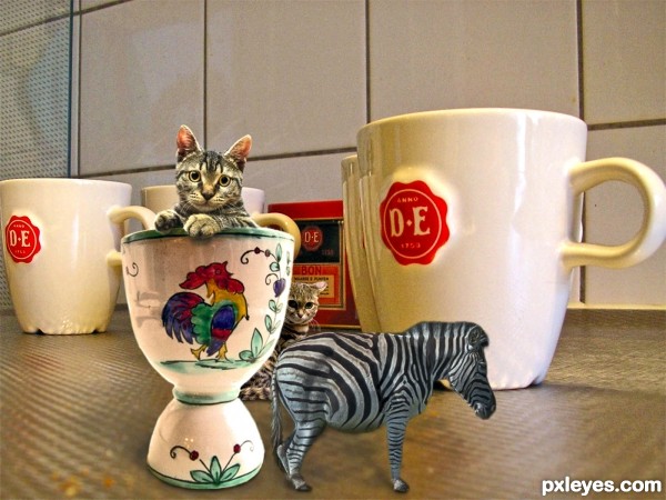 Creation of Tea Cup Cats and Stubs: Final Result